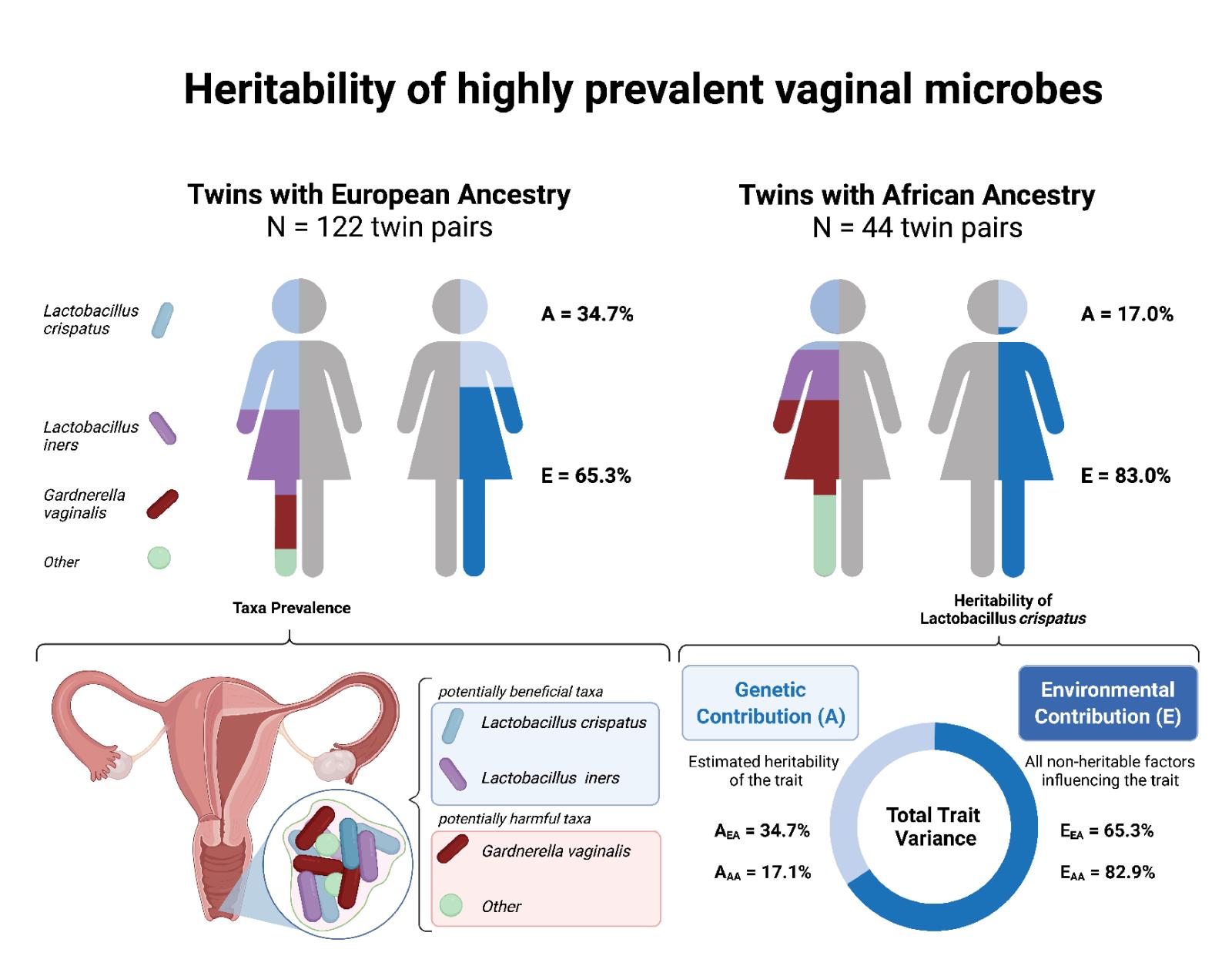 Heritability of highly prevalent vaginal microbes