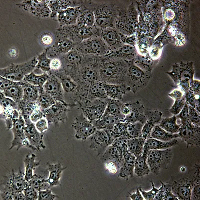 Cells