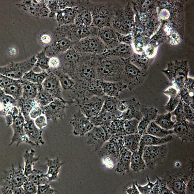 Cells